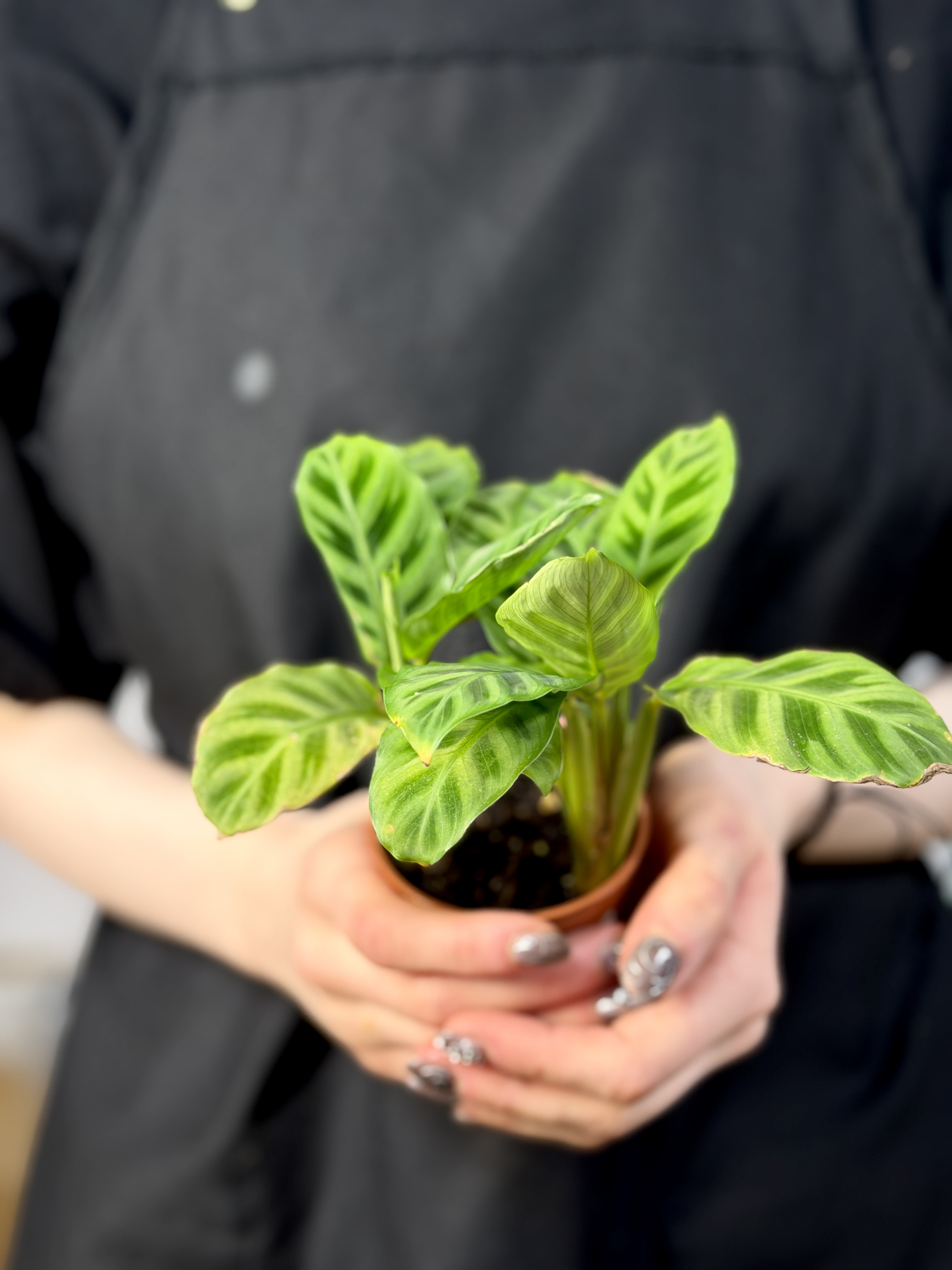 Калатея Зебрина (Calathea Zebrina) D7см