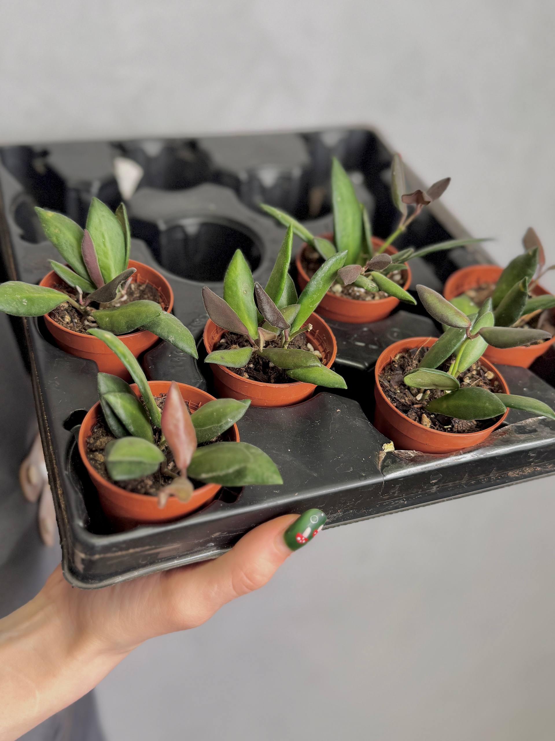 Хойя Розита Ред Марун (Hoya Rosita Red Maroon) D6см