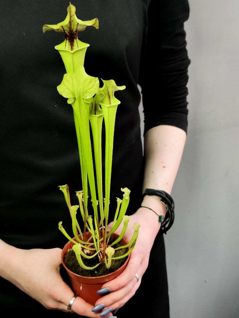 Саррацения Флава (Sarracenia Flava) D9см