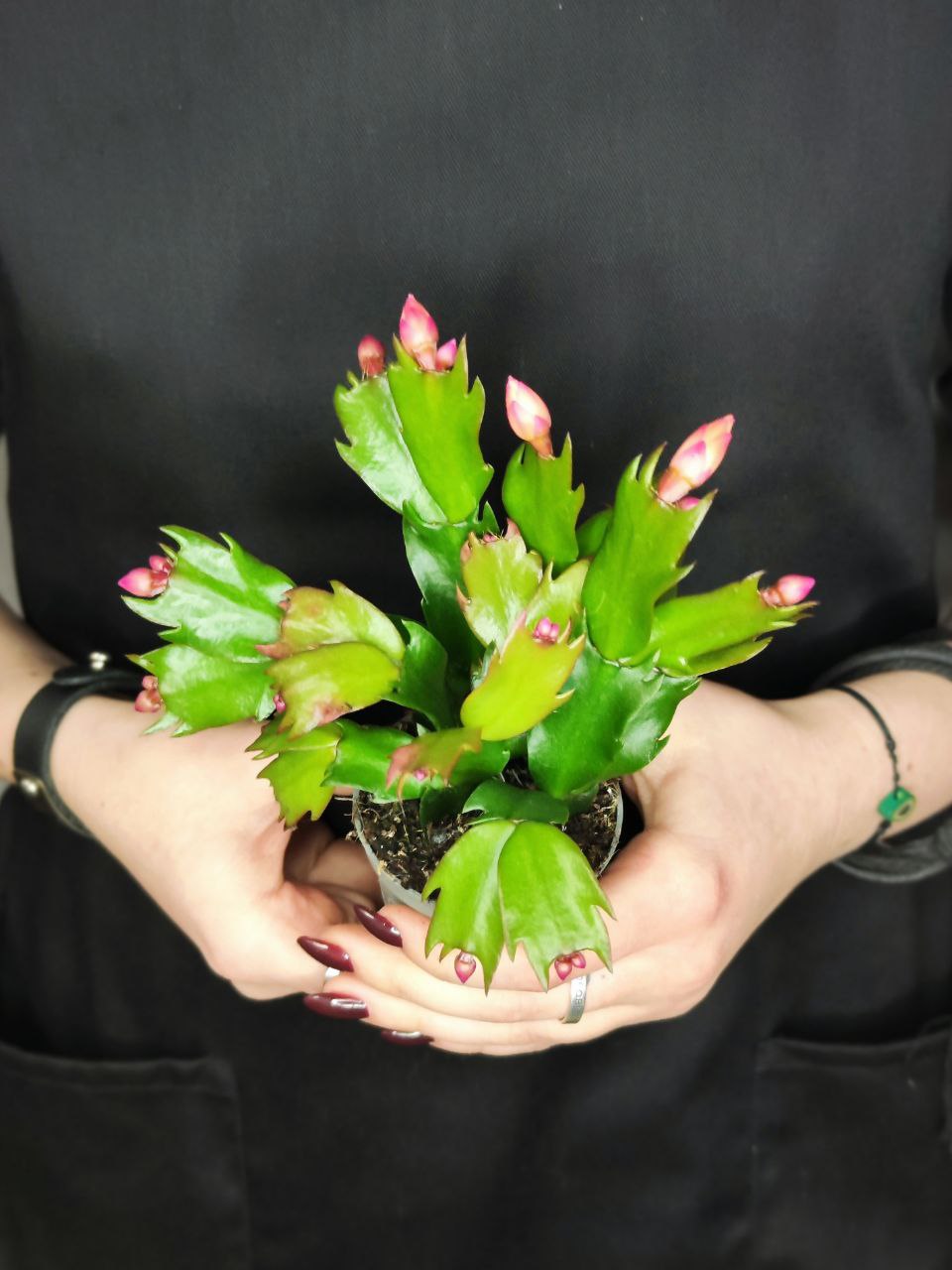 Декабрист Желтый, или Шлюмбергера (Schlumbergera Tendenza Yellow) D6см
