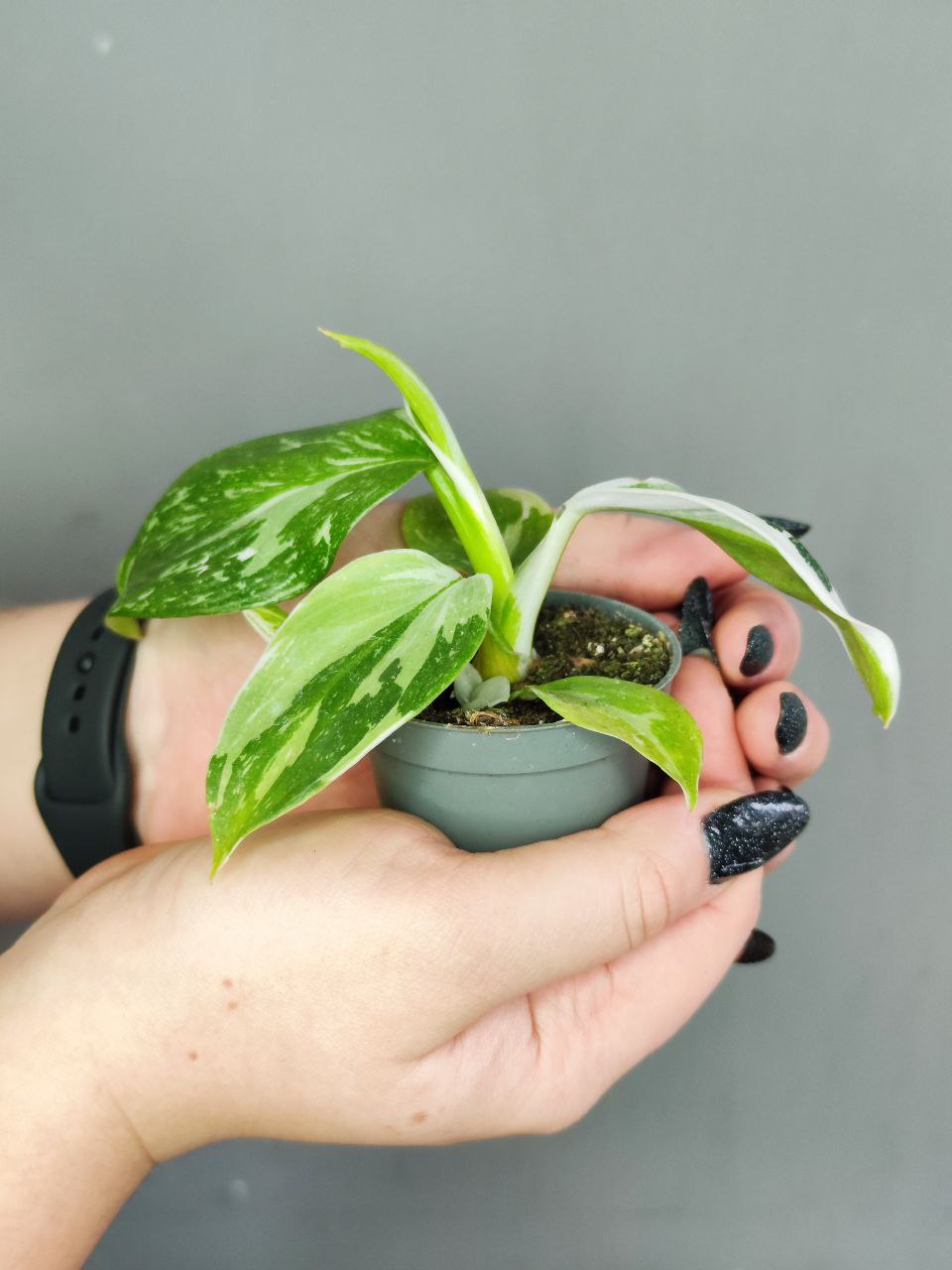 Филодендрон Вайт Визард (Philodendron White Wisard) D6см