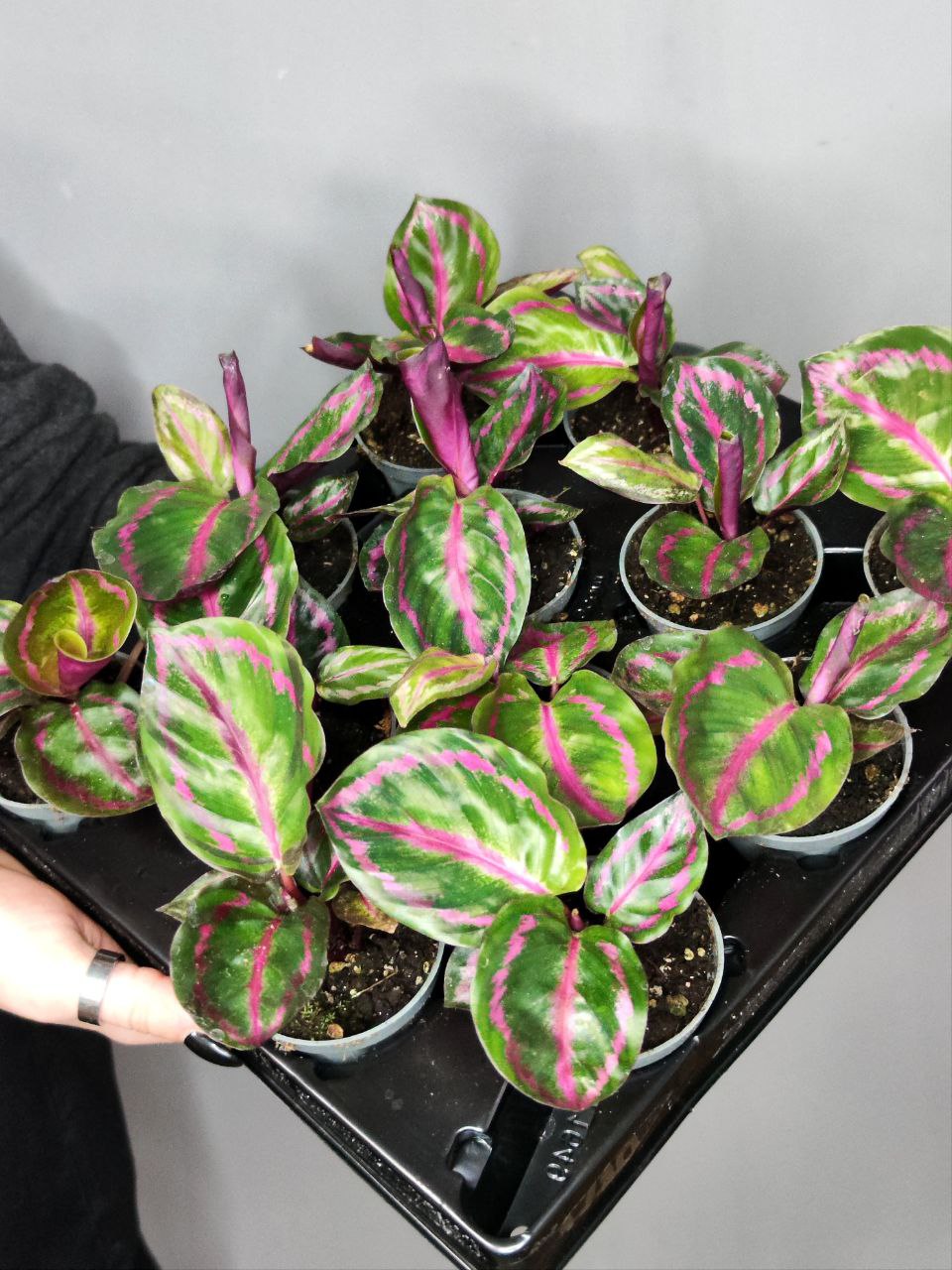 Калатея Розеопикта Иллюстрис (Calathea Roseopicta Illustrious) D6см