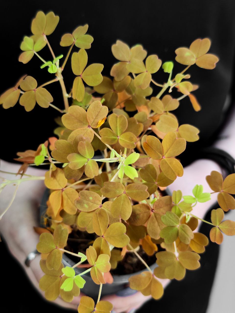 Оксалис Голд, Кислица (Oxalis Gold) D10см