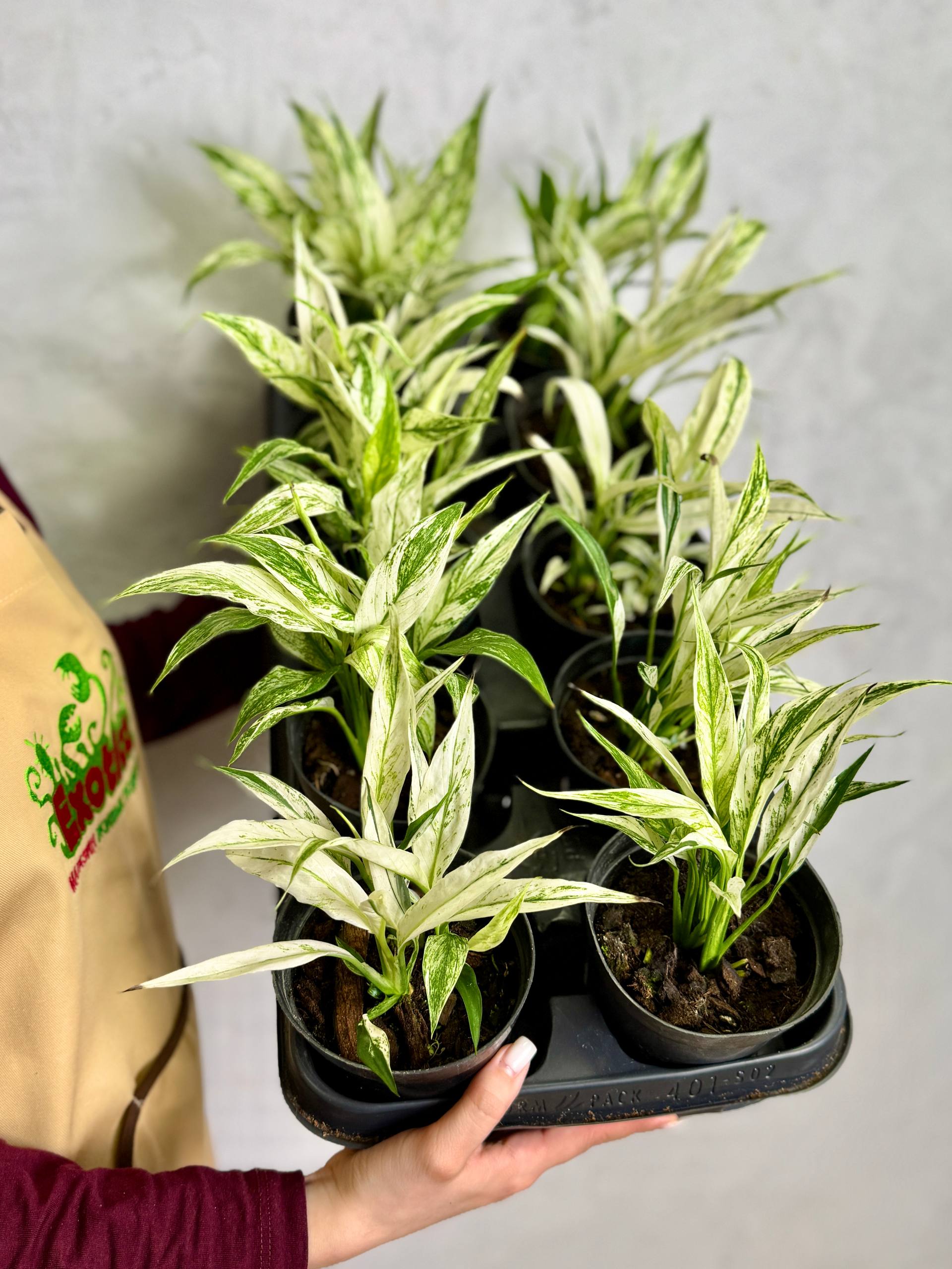 Спатифиллум Нью Ван (Spathiphyllum New One) D10см