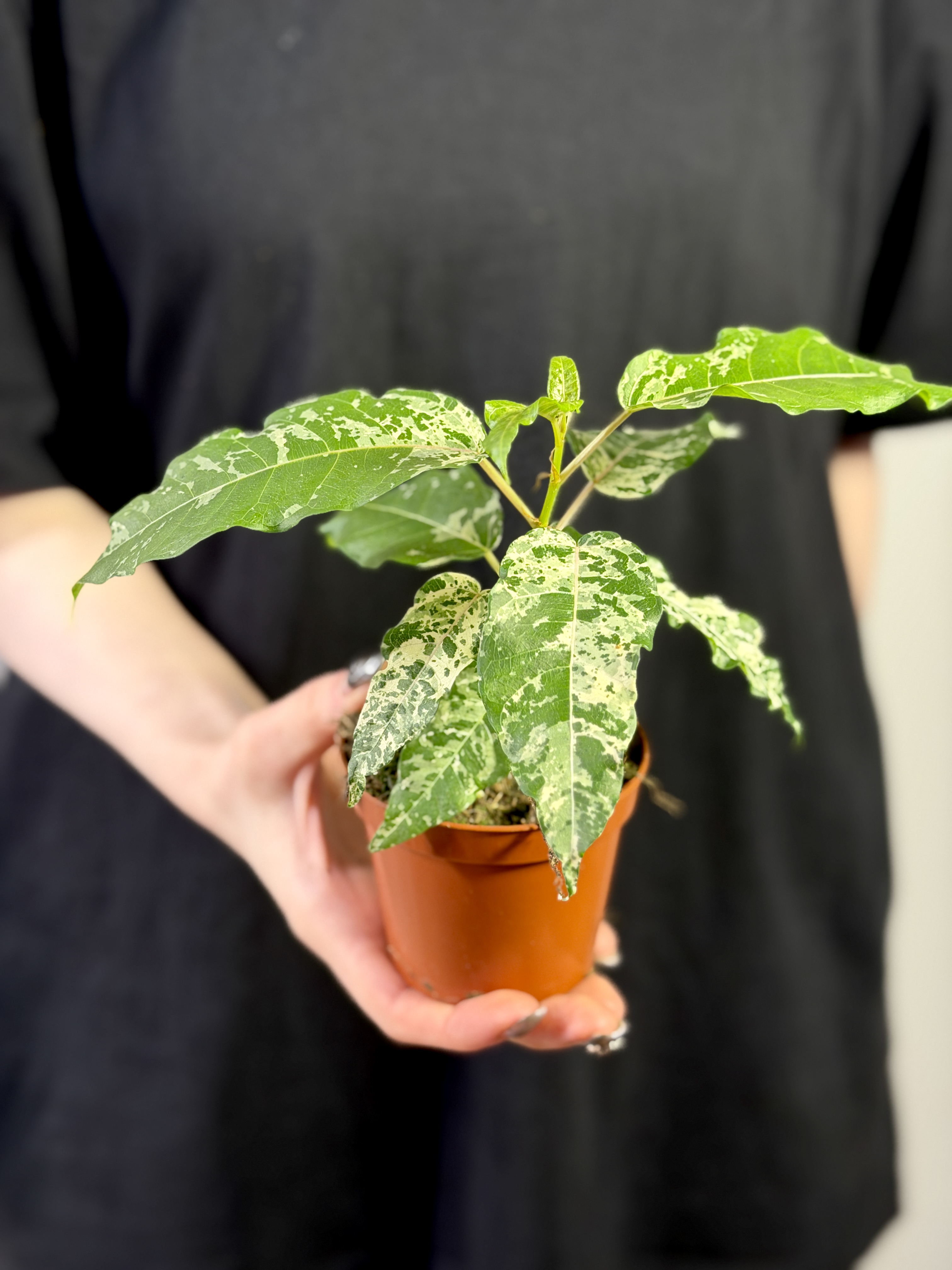 Фикус Сноушторм (Ficus Snowstorm) D8см