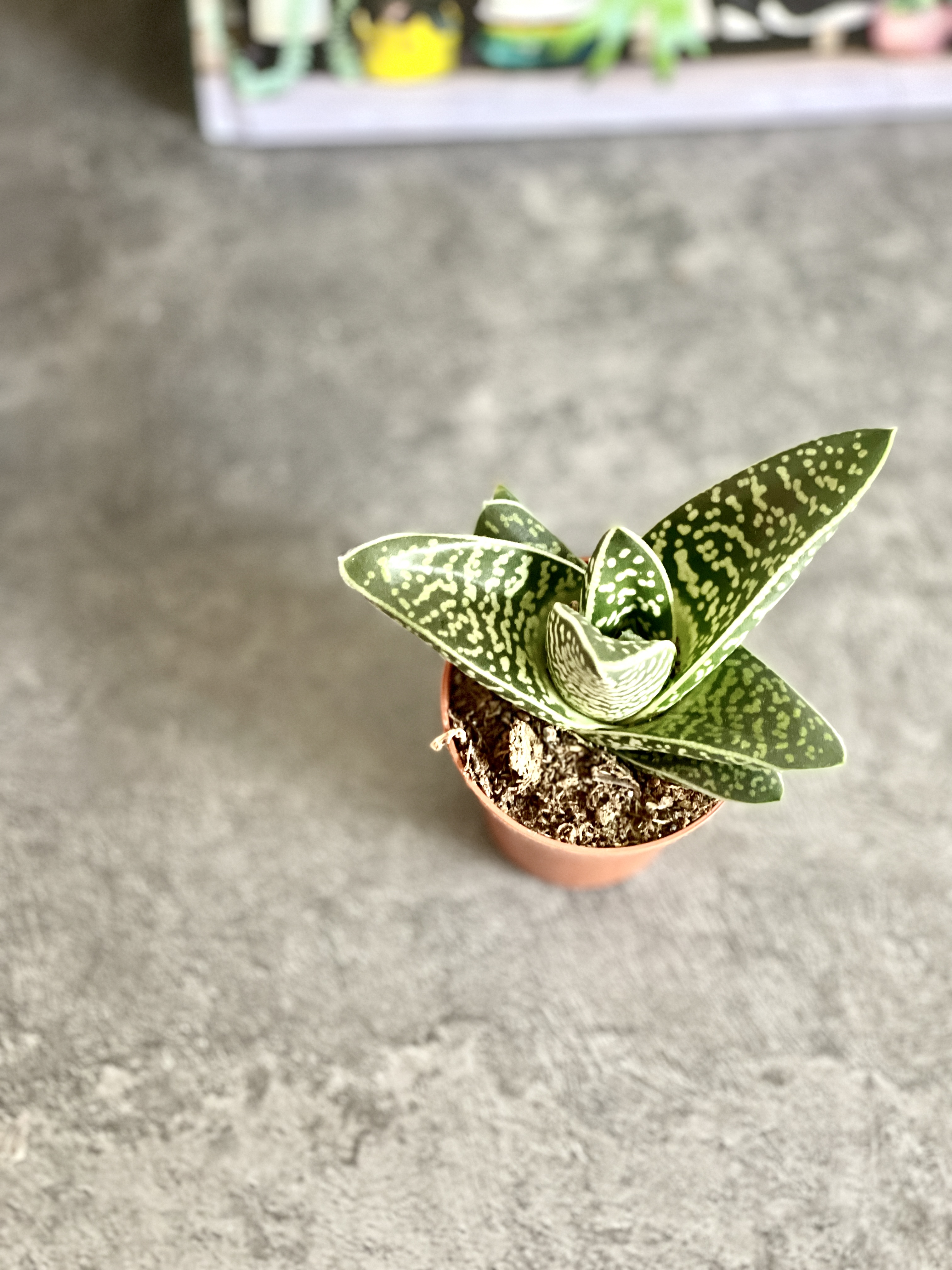 Алоэ Пестрое Мэджик (Aloe Variegata Magic) D5см