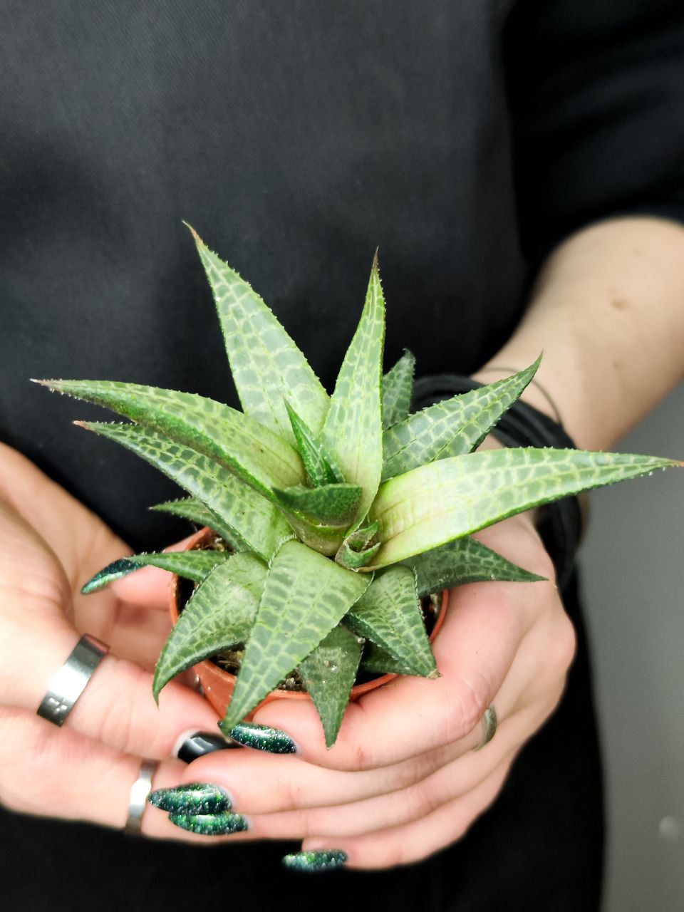 Хавортия Тесселата, Шахматная (Haworthia Tesselata) D5см