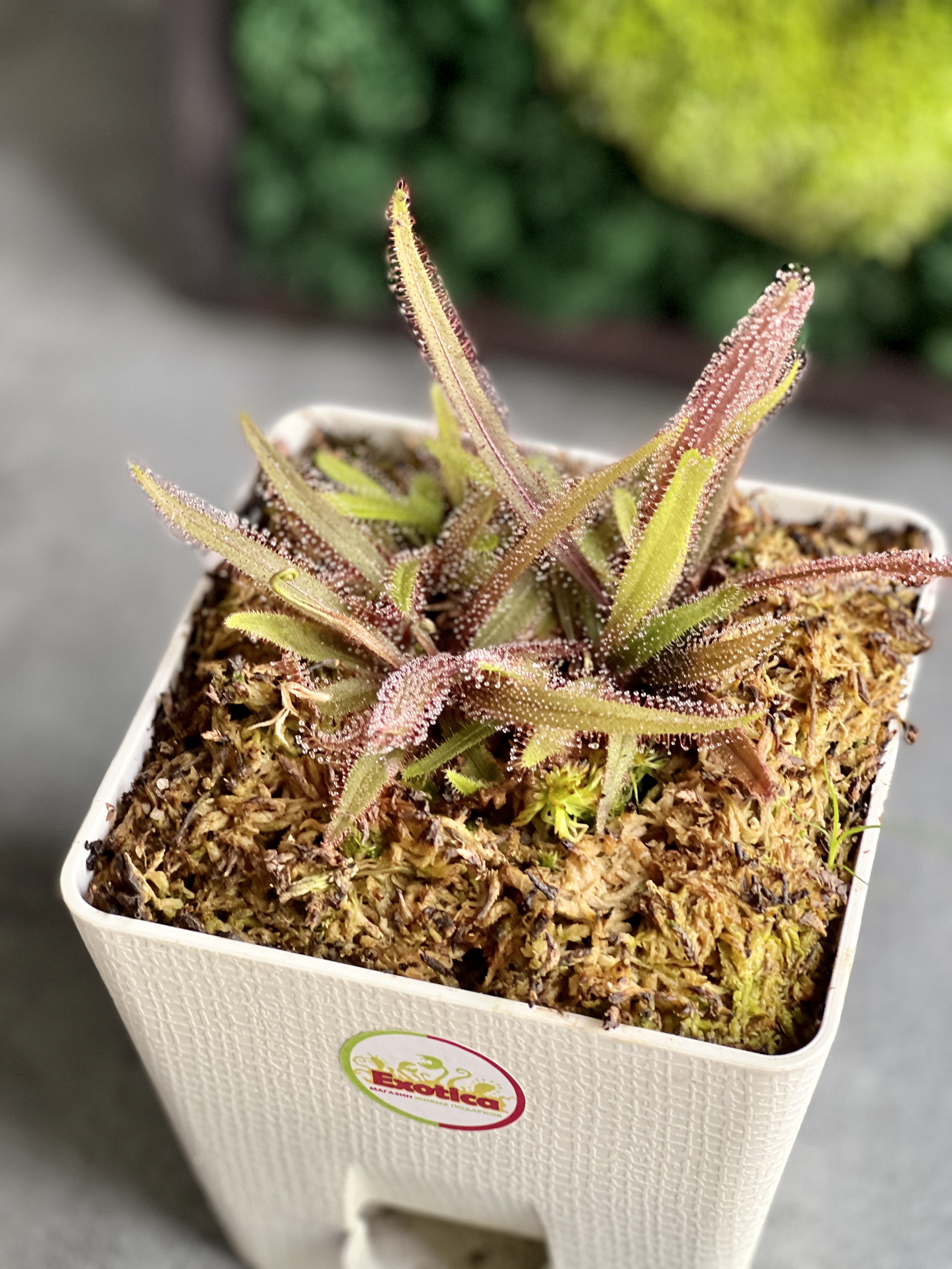Росянка Адель (Drosera adelae) пересаженная D12см