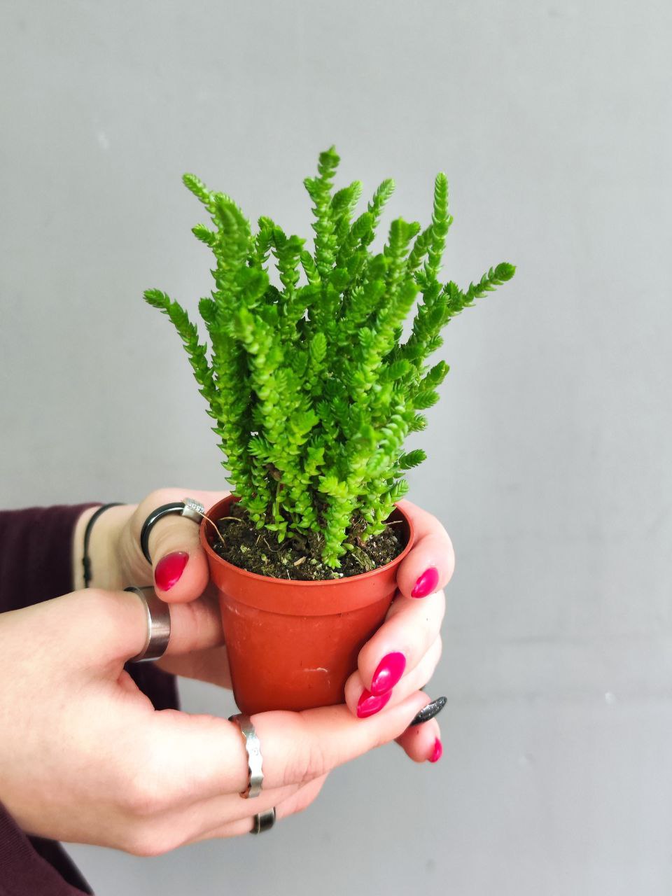 Крассула Плауновидная (Crassula lycopodioides) D5см