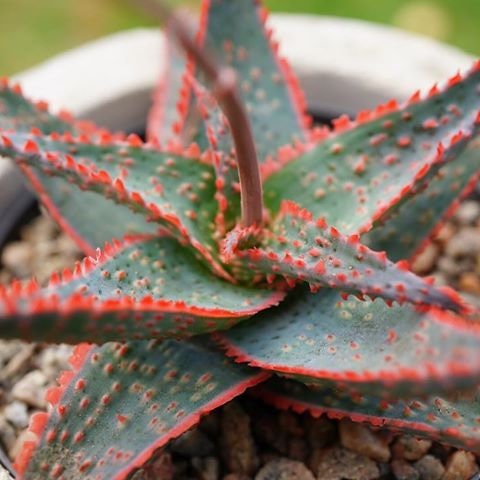 Алоэ Карола (Aloe Cristmas Carol) D5см