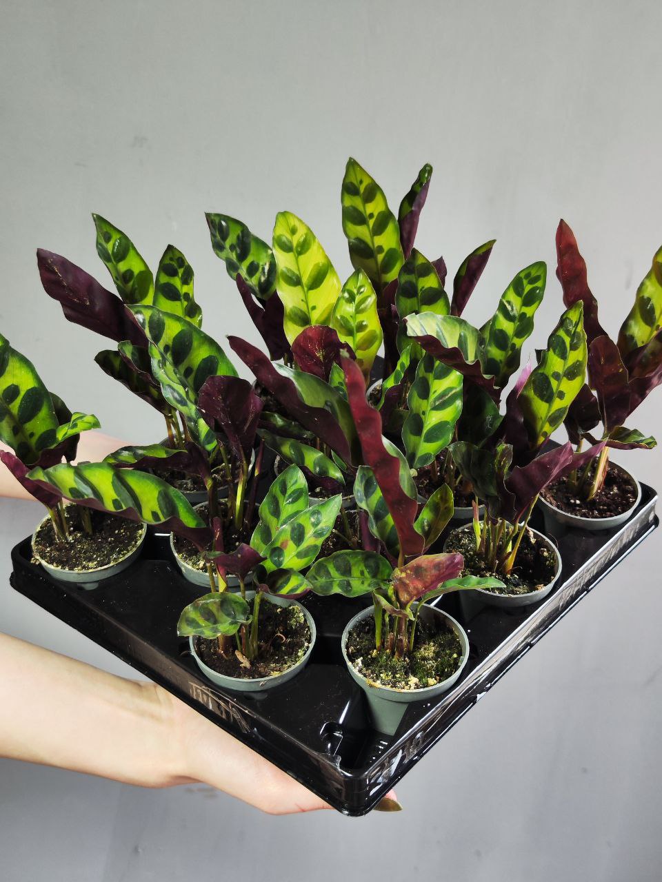 Калатея Лансифолия (Calathea Lancifolia) D6см