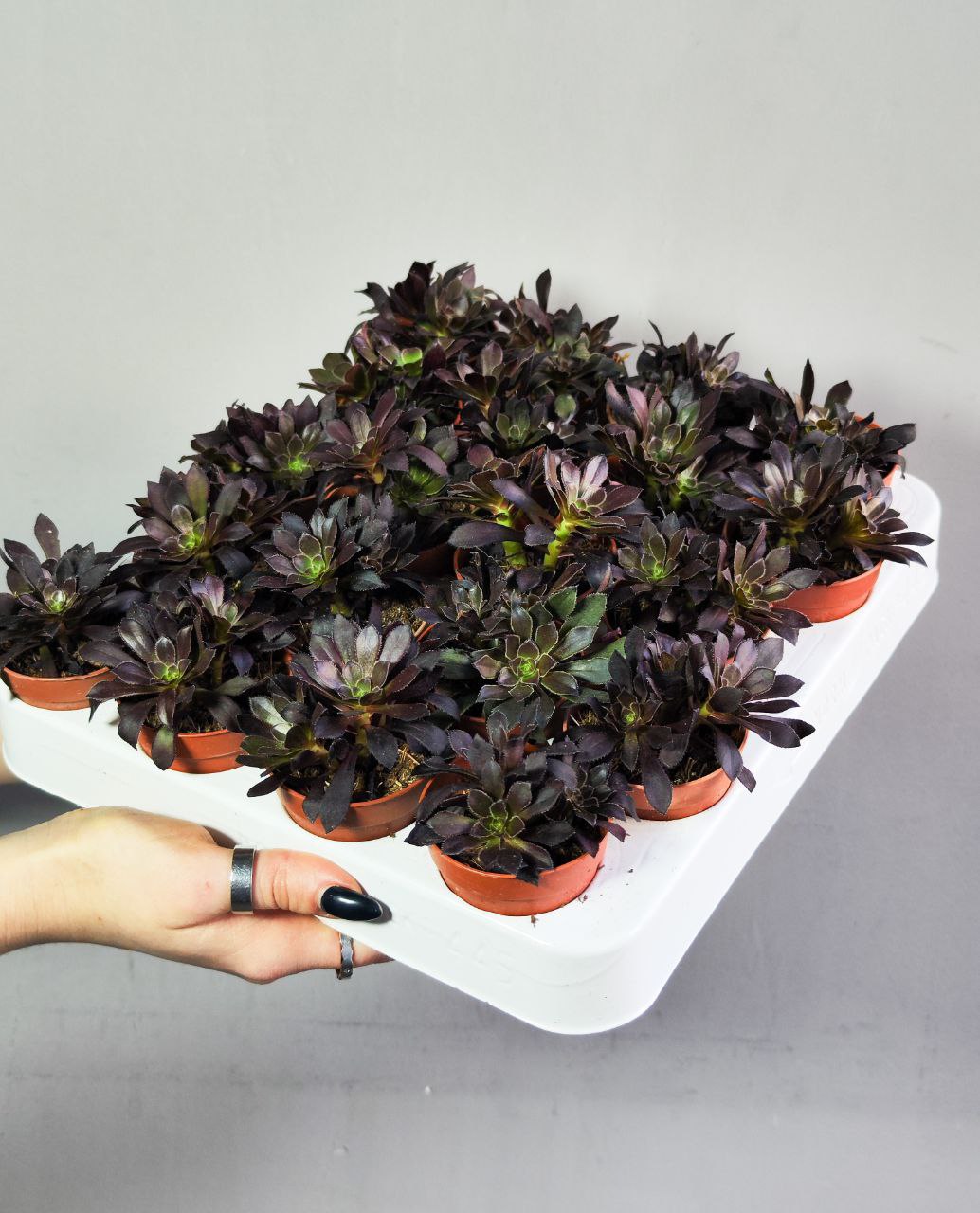 Эониум Арбореум (Aeonium Arboreum) D5см