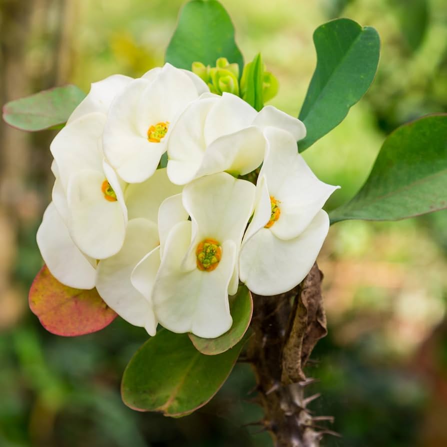 Молочай Миля Белая (Euphorbia Milii White) D6см