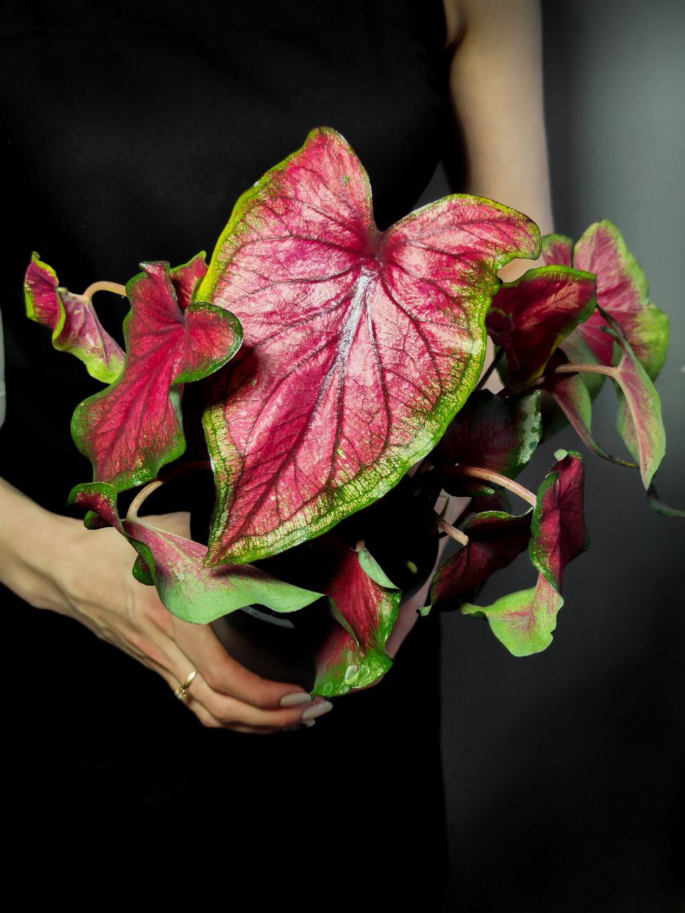 Каладиум Биколор Возлюбленная Флорида (Caladium Bicolor Florida Sweetheart) D12см