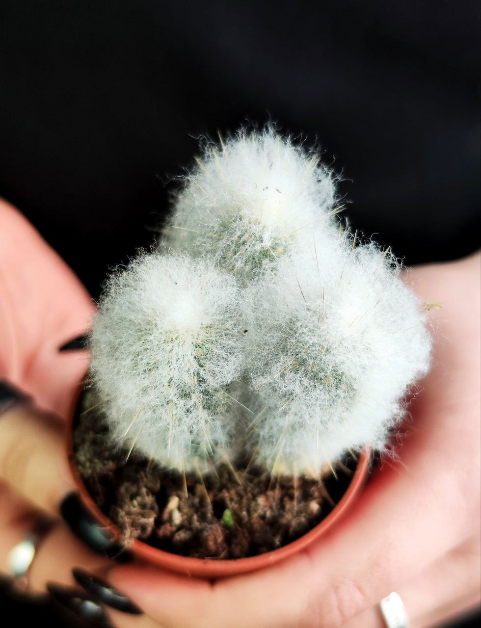 Кактус Аустроцефалоцереус Дибовского Груп (Austrocephalocereus Duwboyskii Group) D5см