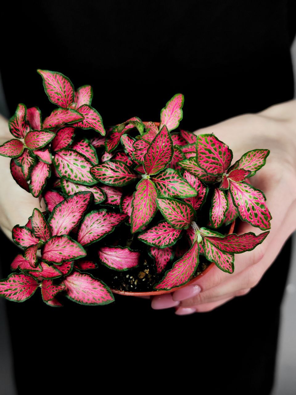 Фиттония Форест Флейм (Fittonia Forest Flame) D8,5см