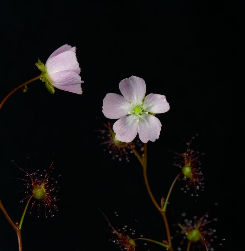 Семена Росянки Ушковидная (Drosera Auriculata), 15шт