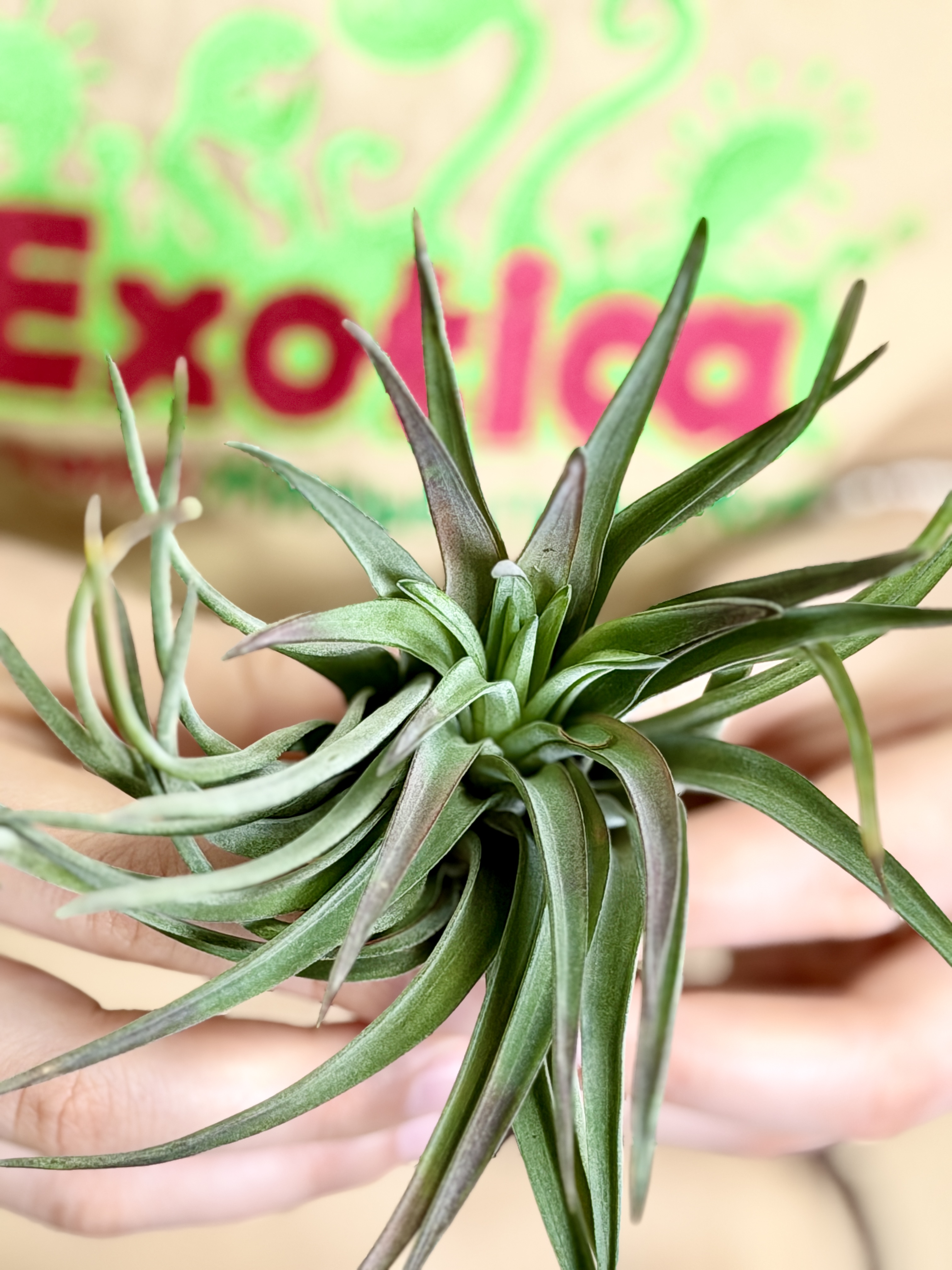 Тилландсия Велютина (Tillandsia Velutina)