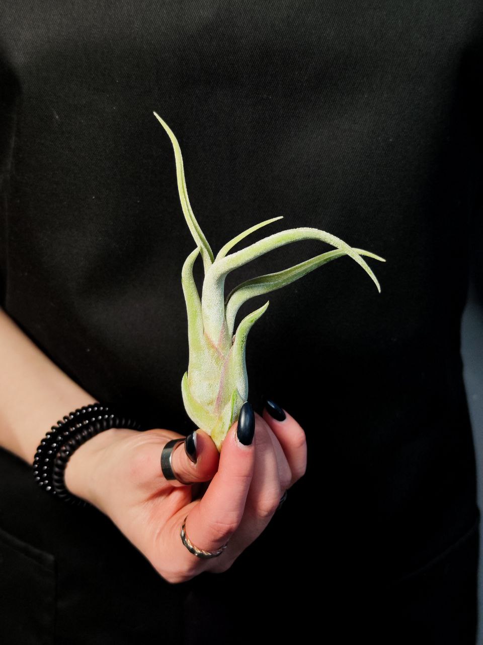 Тилландсия Голова Медузы (Tillandsia Caput Medusae)