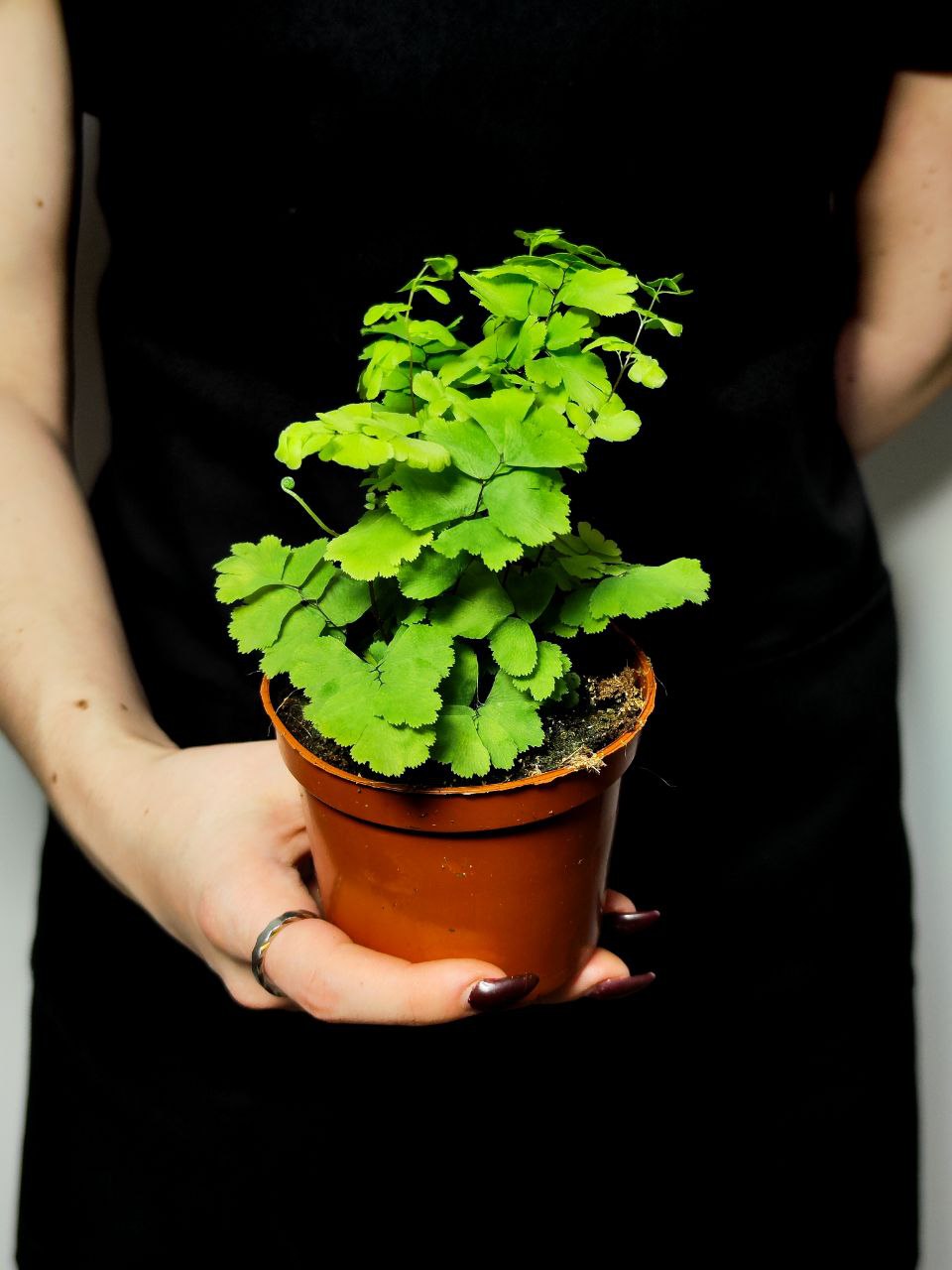 Адиантум Леди Женева (Adiantum Lady Geneva) D8,5см