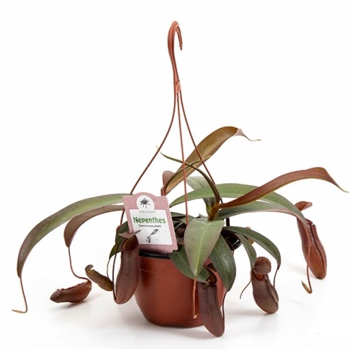 Непентес Сангвинея (Nepenthes Sanguinea) D14см в подвесном кашпо
