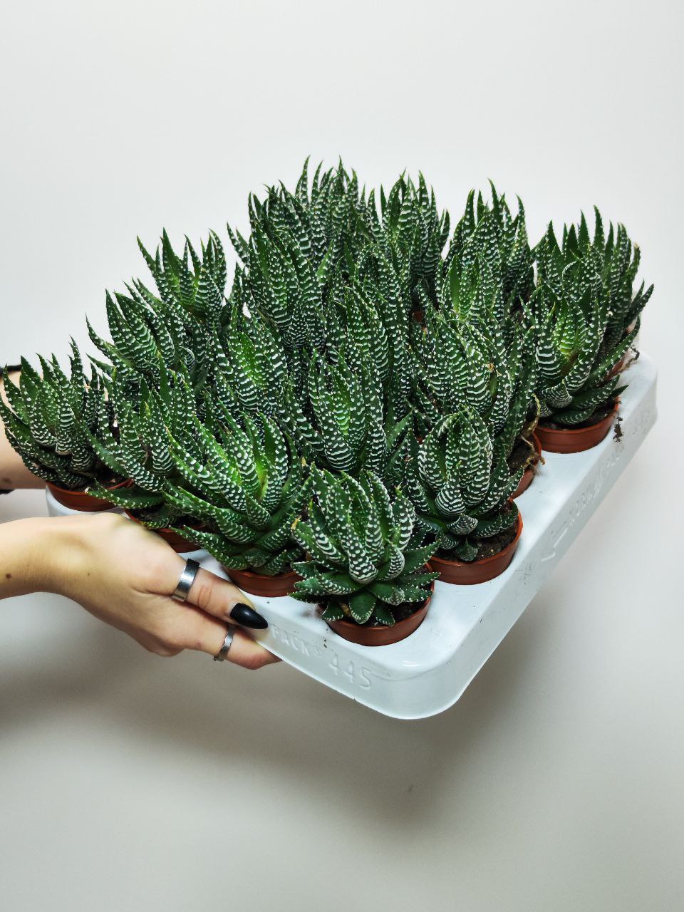 Хавортия Супер Фасциата (Haworthia Superfasciata) D5см