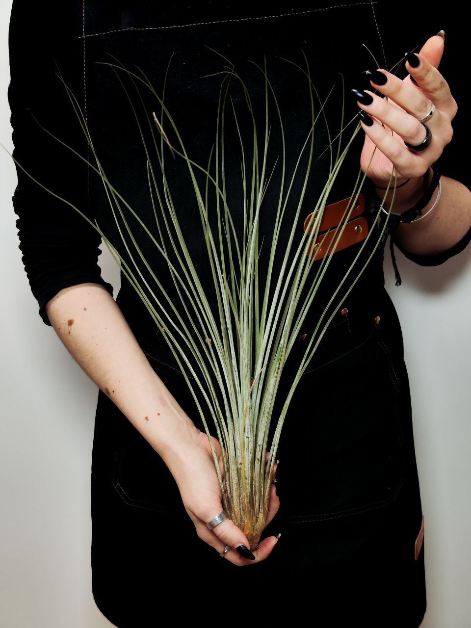 Тилландсия Ситниковая XL (Tillandsia Juncea)