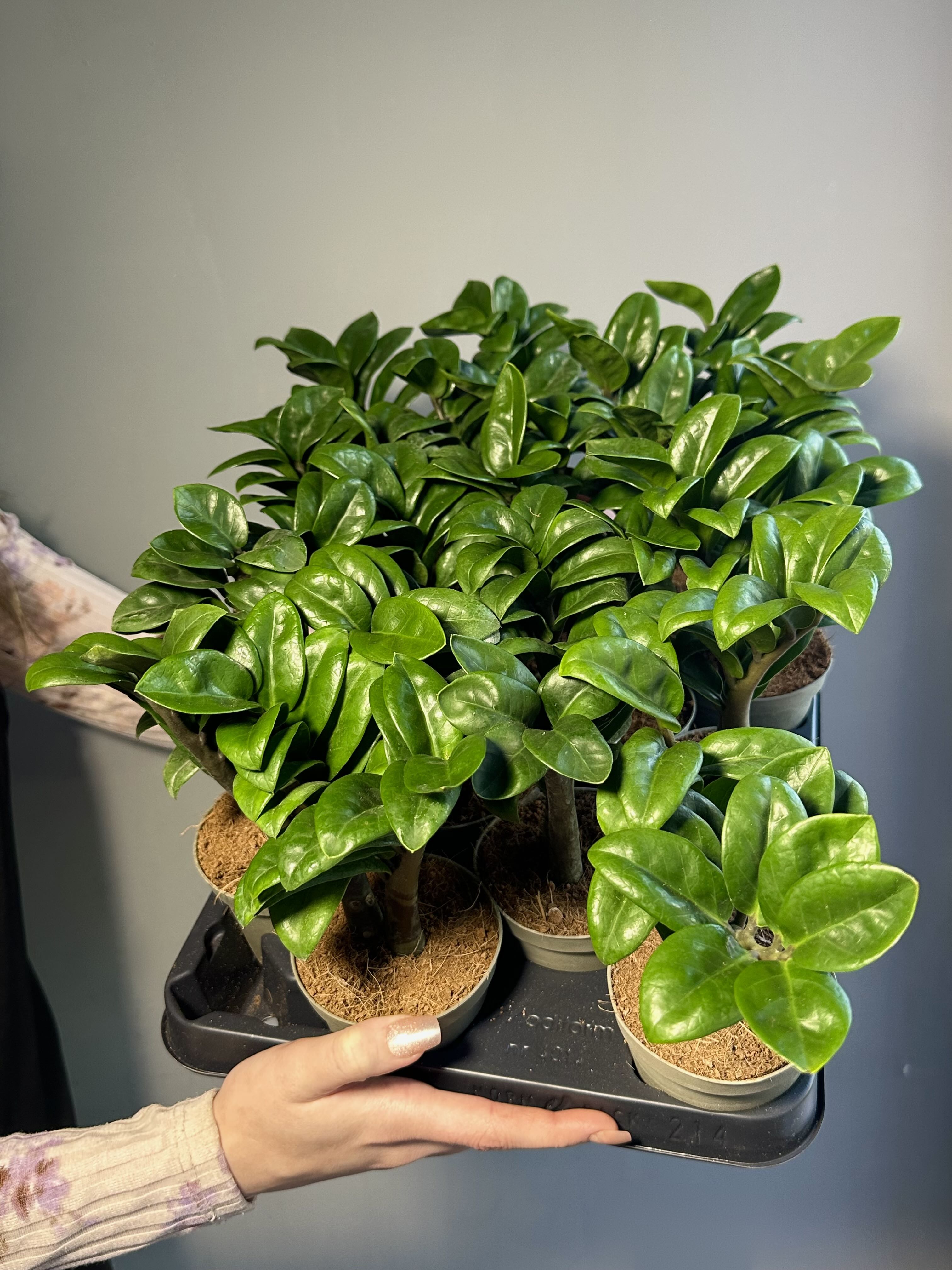 Замиокулькас Зензи Жук (Zamioculcas Zenzi Bug) D9см