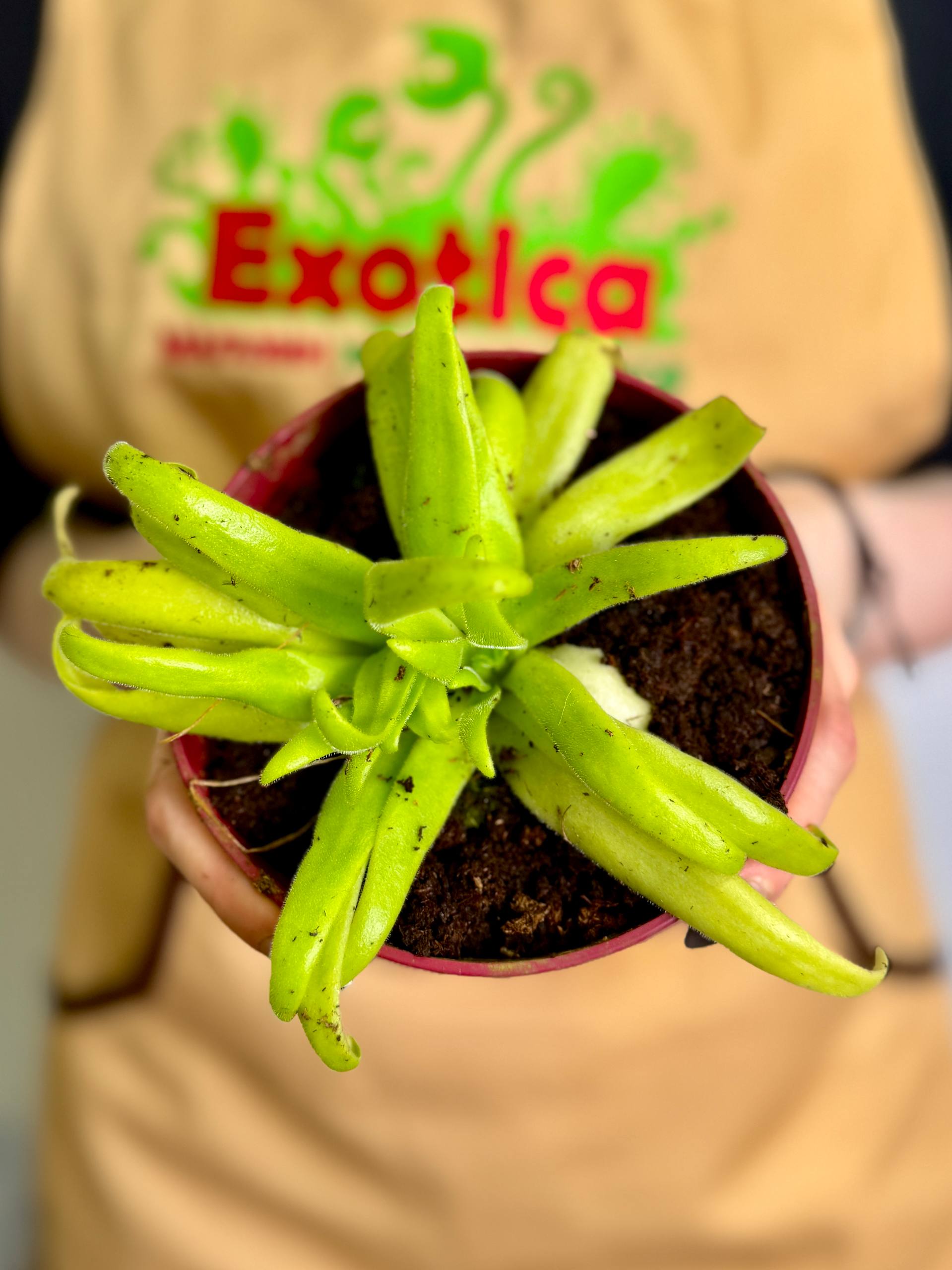 Жирянка Мостезума Гигантеа (Pinguicula Moctezumae x Gigantea) D12см