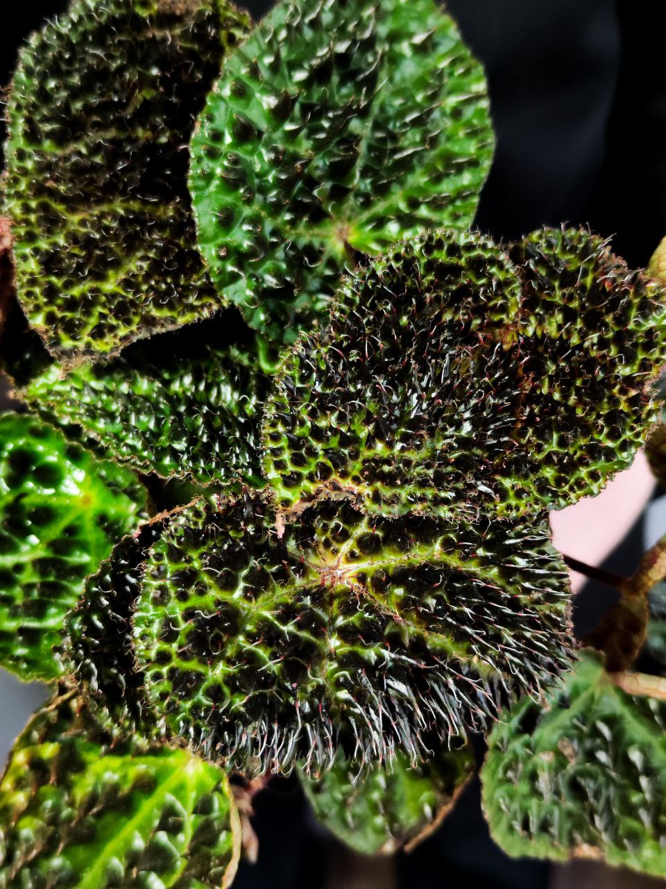 Бегония Ферокс, или Бегония Тролль (Begonia Ferox Troll) D12см