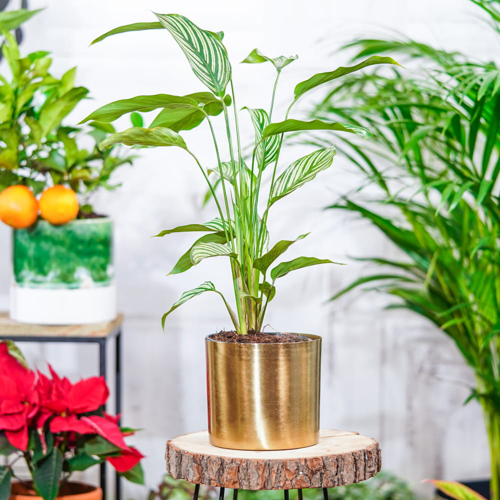 Калатея Витатта (Calathea Species Vittata) D6см