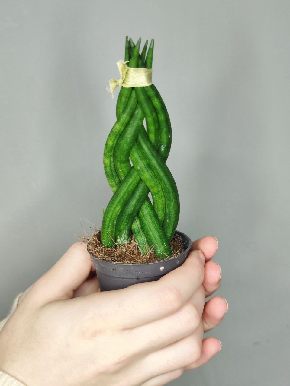 Сансевиерия Цилиндрическая Коса (Sansevieria Сylindrica Braid) D6см