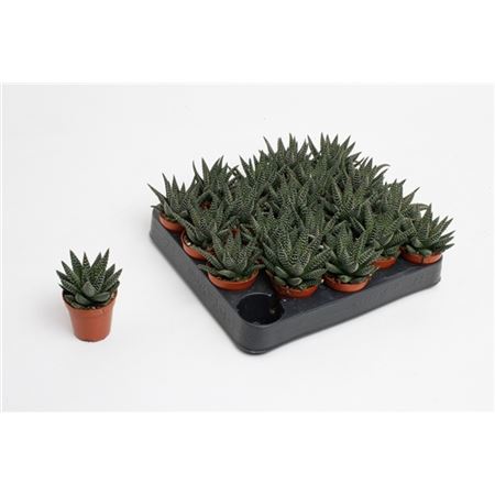 Хавортия Жемчужная Мэджик (Haworthia Margaritifera Magic) D5см