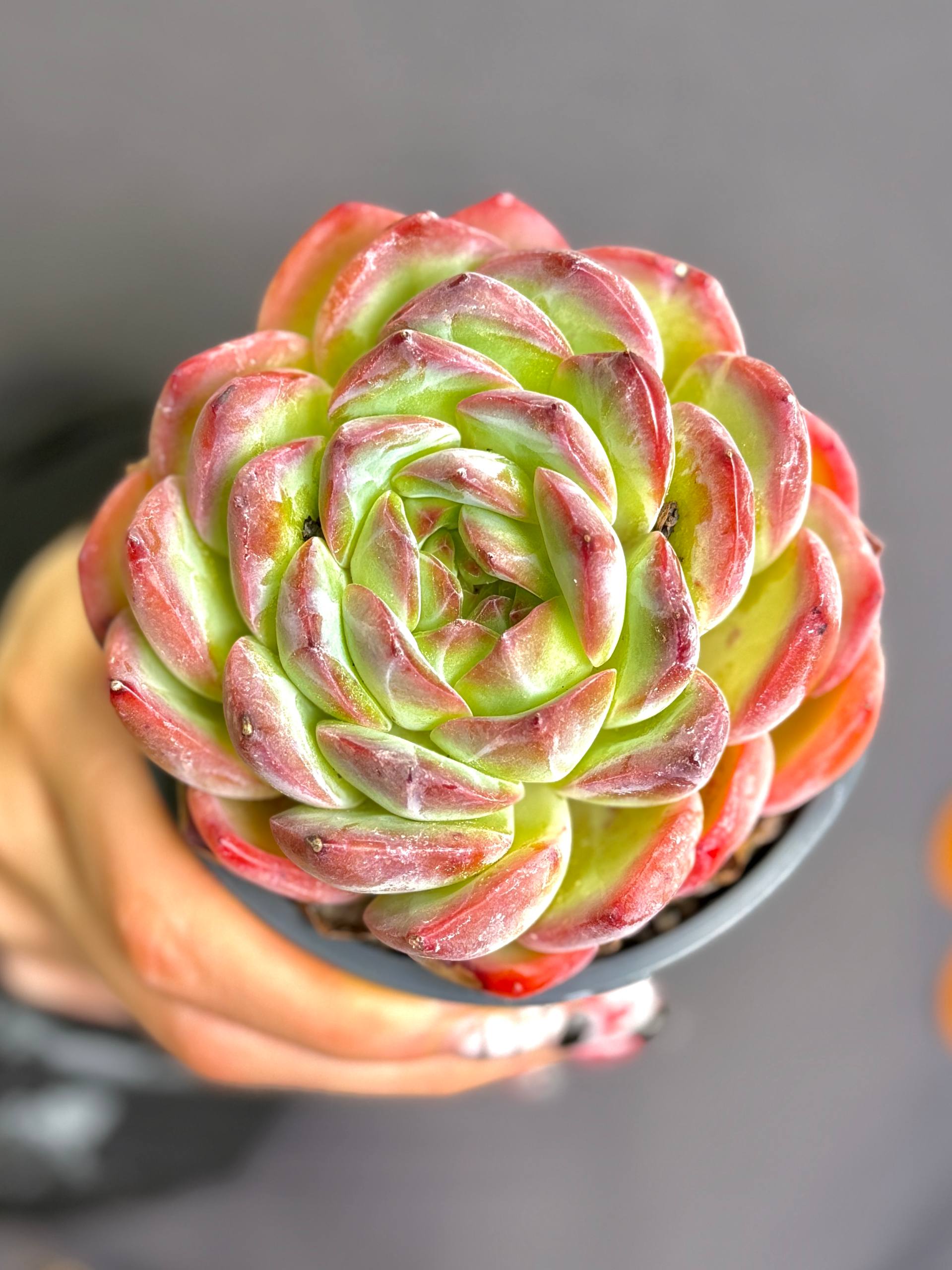 Эхеверия Строберри Алмонд (Echeveria Strawberry Almond) D9см