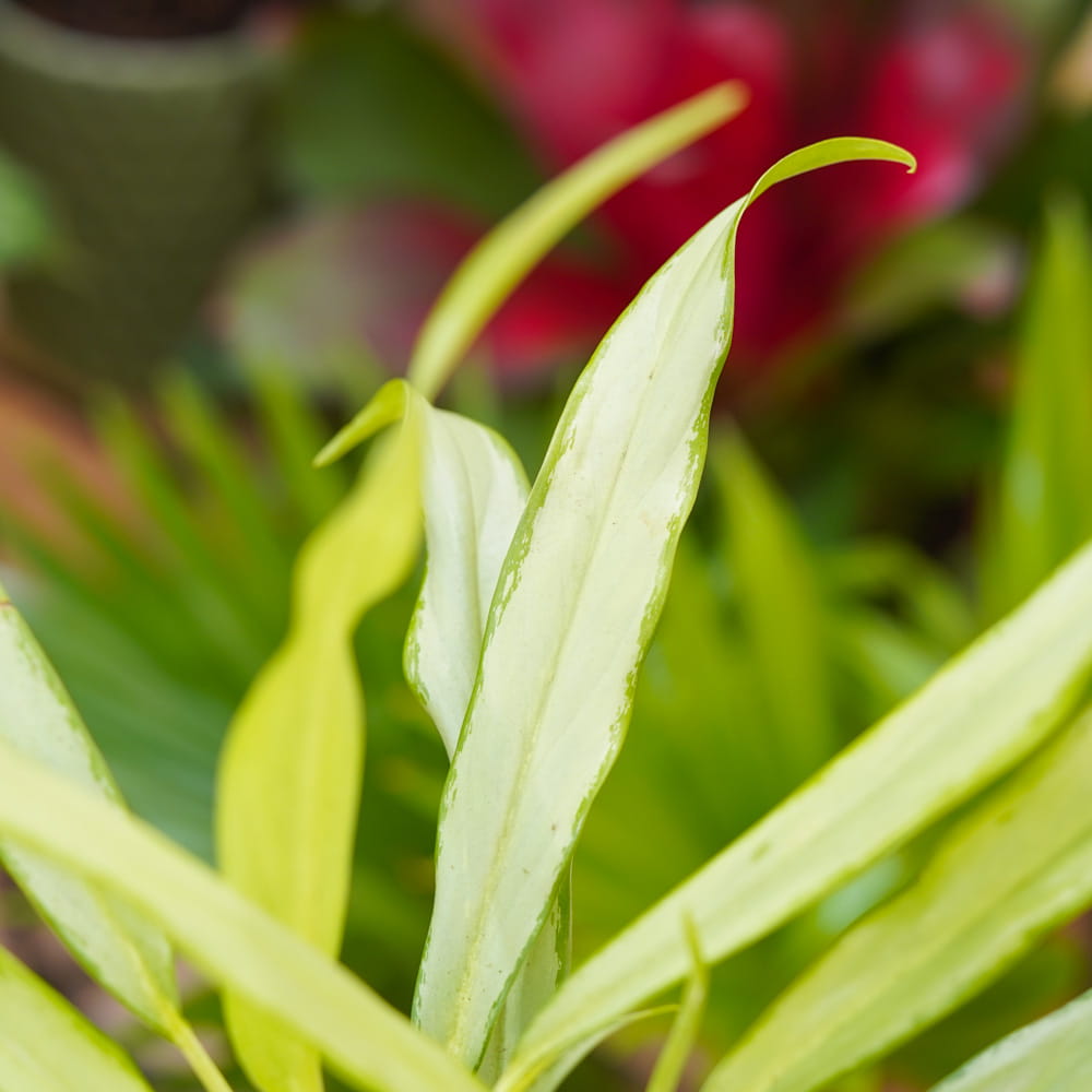 Аглаонема Вайт Ленс (Aglaonema White Lance) D12см