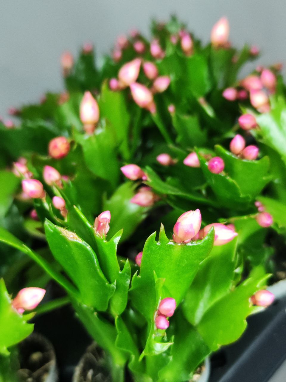Декабрист Желтый, или Шлюмбергера (Schlumbergera Tendenza Yellow) D6см
