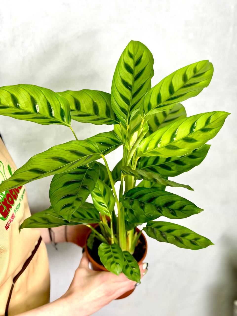 Калатея Леопардина (Calathea Leopardina) D12см