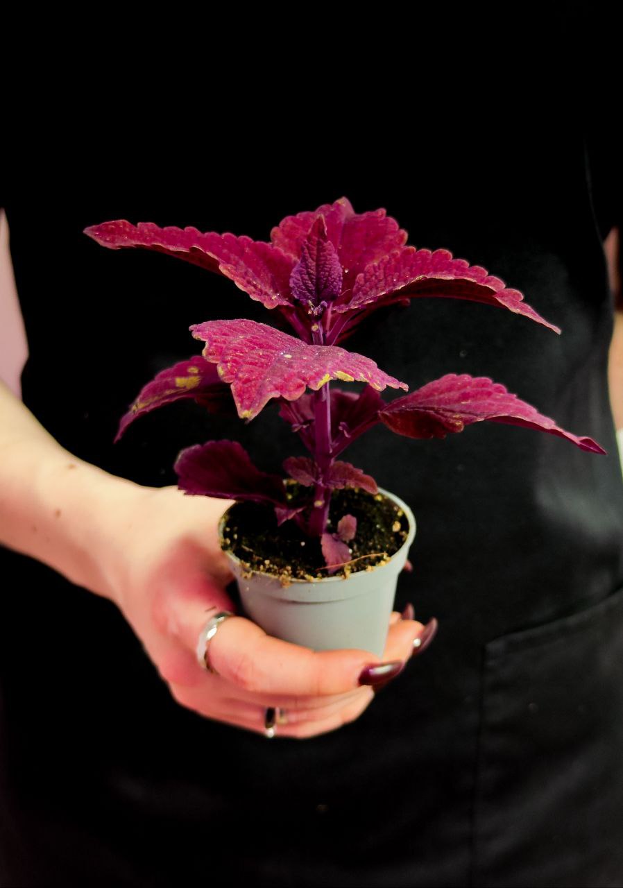 Колеус Секонд Стрит (Coleus Second Street) D6см