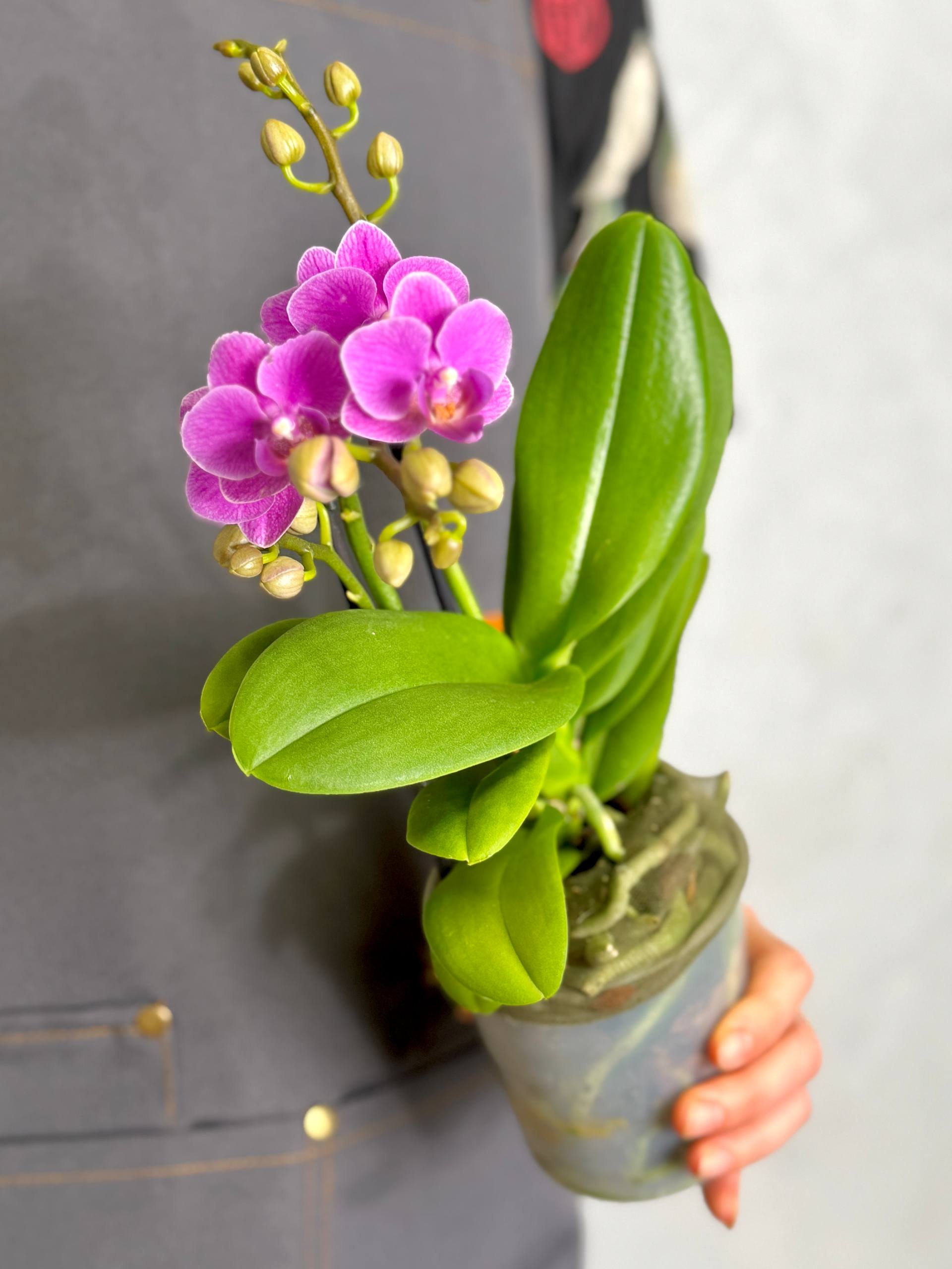 Орхидея Фаленопсис Мини Светло - Фиолетовая (Phalaenopsis Multiflora Light Purple) D9см