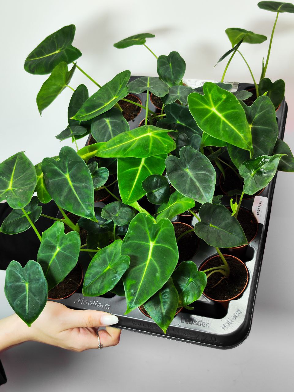 Алоказия Мишольца Фрайдек (Alocasia Frydek) D6см
