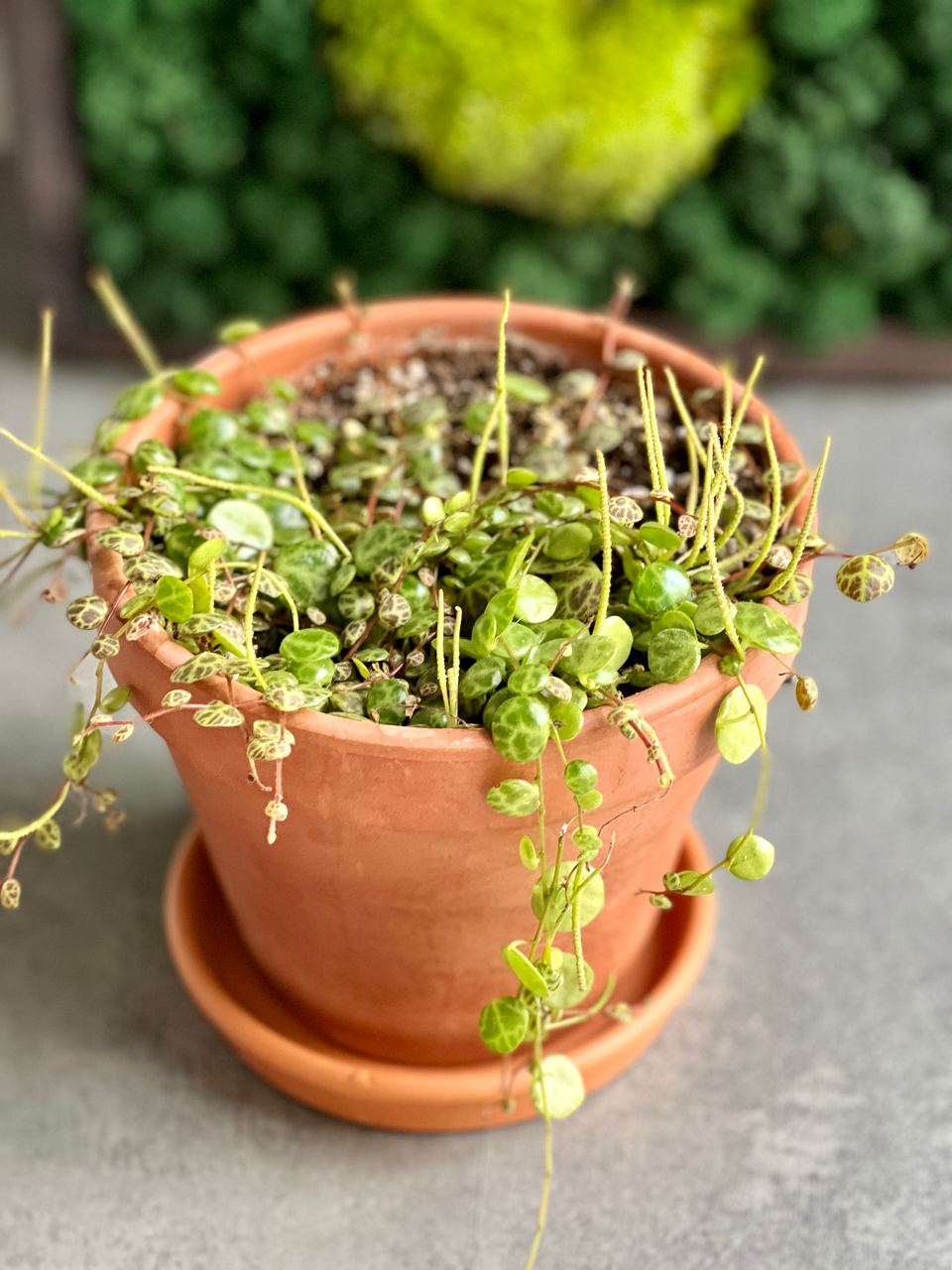 Пеперомия Прострата (Peperomia Prostrata) D12см, пересаженная