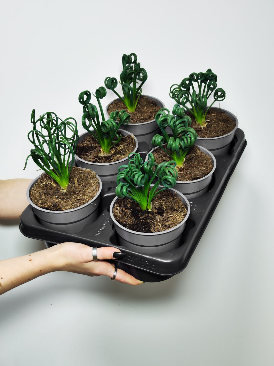 Альбука Спиральная (Albuca Spiralis) D12см