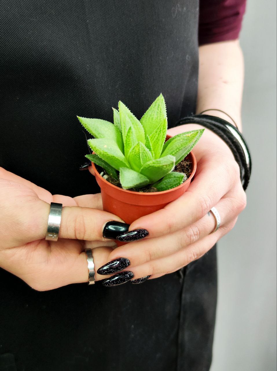Хавортия Байлисси (Haworthia Baylissii) D5см