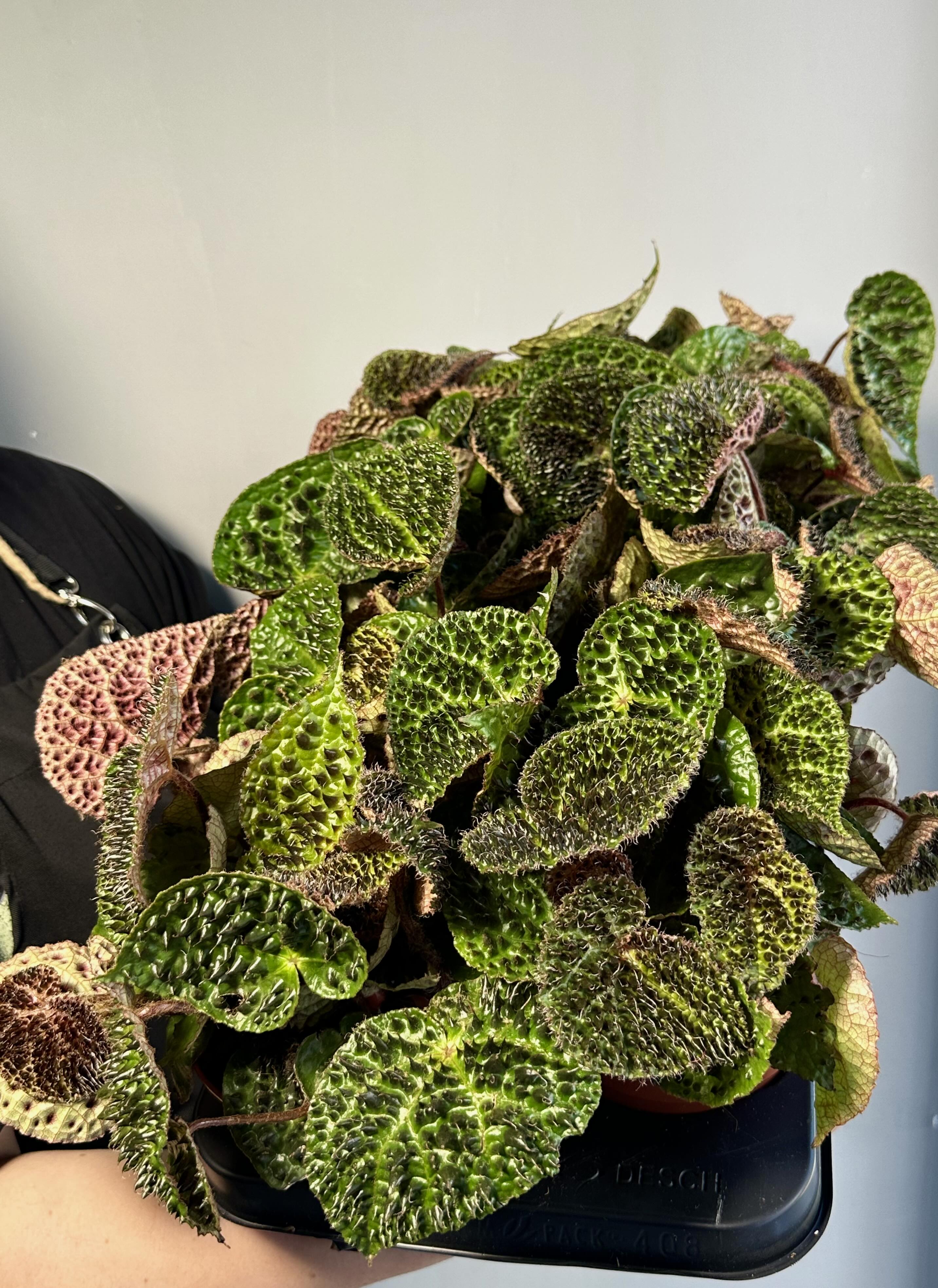 Бегония Ферокс, или Бегония Тролль (Begonia Ferox Troll) D12см