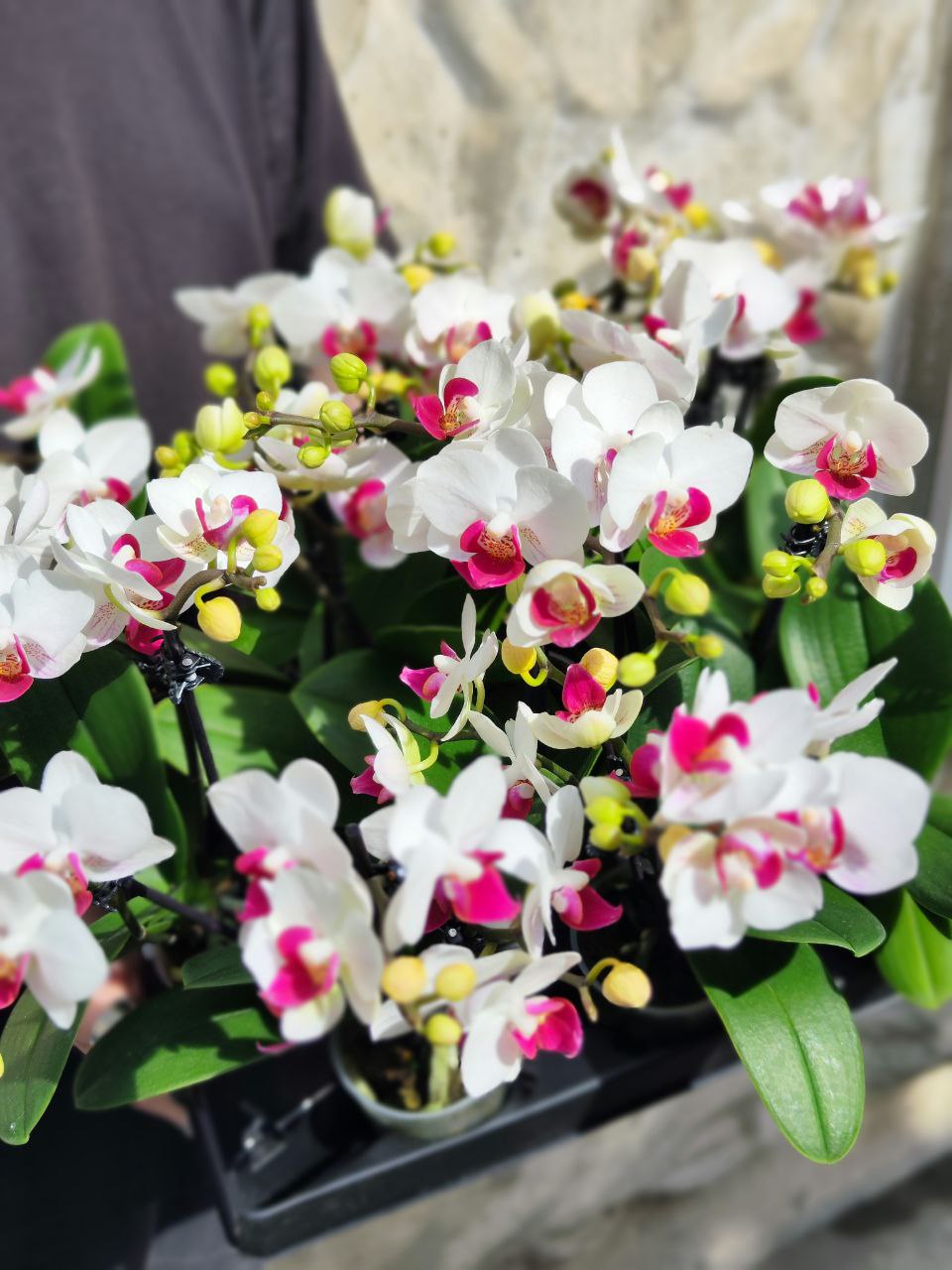 Орхидея Фаленопсис Волшебная (Phalaenopsis Multiflora Magic) D6см