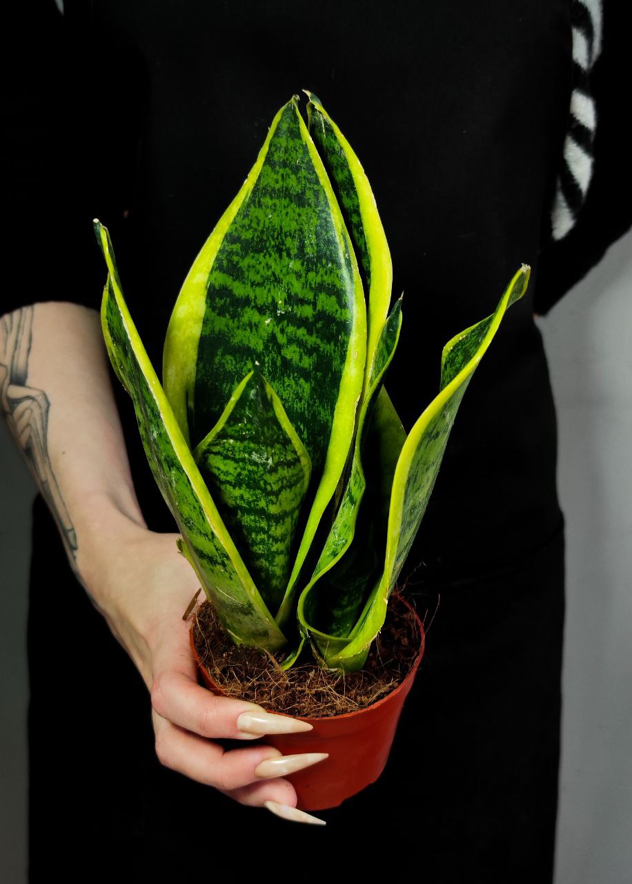Сансевиерия Футура Суперба (Sansevieria Futura Superba) D9см