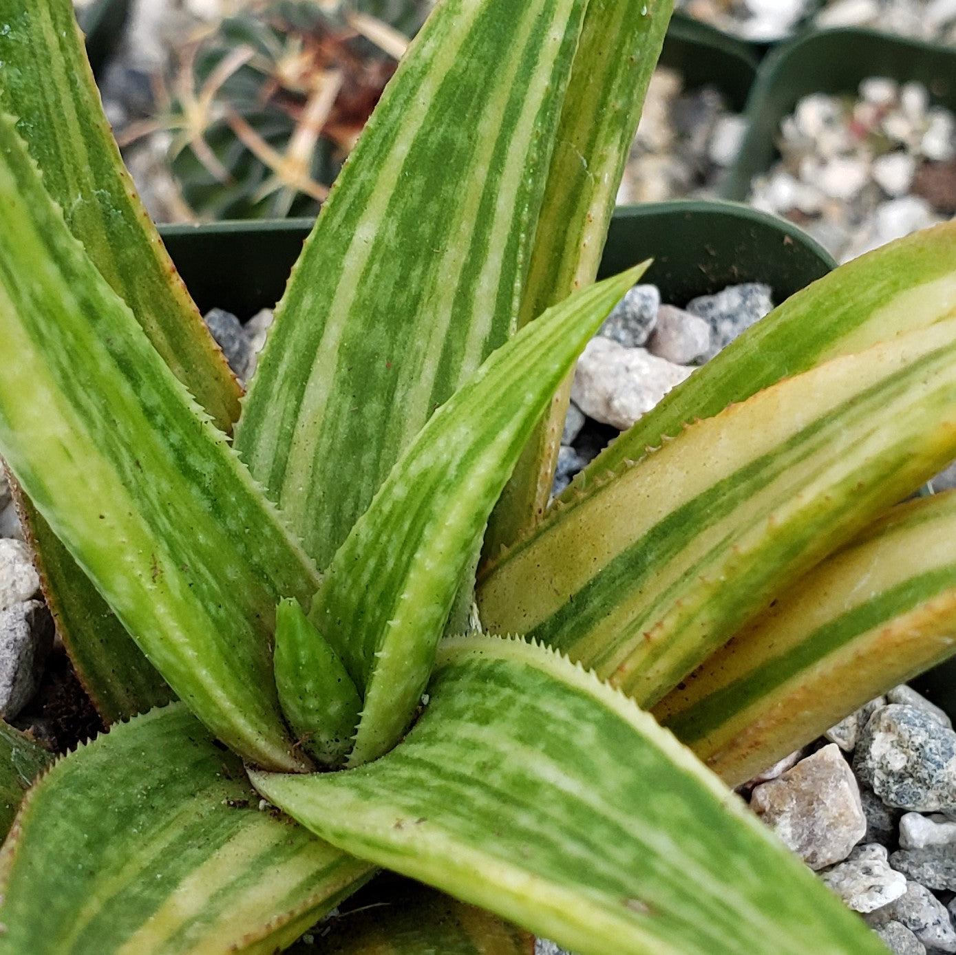 Гастералоэ Вариегата (Gasteraloe Variagata) D5см
