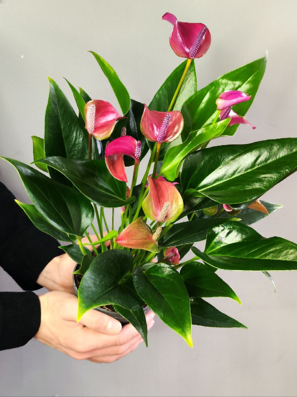 Антуриум Карма Пурпл (Anthurium Karma Purple) D12см