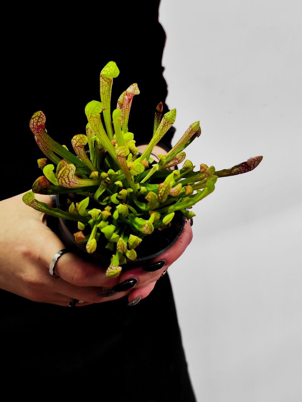 Саррацения Риглиана (Sarracenia Wrigleyana) D9см