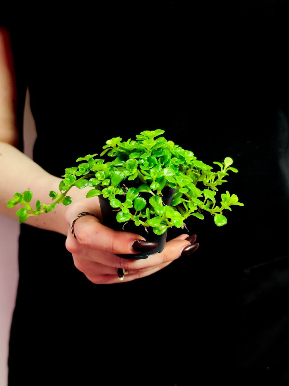 Пилея Депресса (Pilea Depressa) D5см